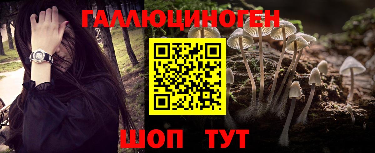 Галлюциногенные грибы Psilocybe Россия